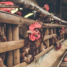 Комбикорма